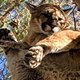 Illustration for article titled Firefighters 'Rescue' Perfectly Chill Mountain Lion From Tree
